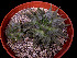  (Echeveria purpusorum - JE-6338)  @11 [ ] Unspecified (default): All Rights Reserved  Unspecified Unspecified
