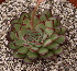  (Echeveria pulidonis - JE-5640)  @11 [ ] Unspecified (default): All Rights Reserved  Unspecified Unspecified