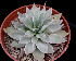  (Echeveria cuspidata - JE-5624)  @11 [ ] Unspecified (default): All Rights Reserved  Unspecified Unspecified