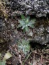  (Echeveria platyphylla - JE-6271)  @11 [ ] Unspecified (default): All Rights Reserved  Unspecified Unspecified