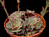  (Echeveria longissima var. longissima - JE-3909)  @11 [ ] Unspecified (default): All Rights Reserved  Unspecified Unspecified
