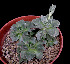  (Echeveria longissima - JE-3741)  @11 [ ] Unspecified (default): All Rights Reserved  Unspecified Unspecified
