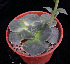  (Echeveria longissima var. nov - JE-5593)  @11 [ ] Unspecified (default): All Rights Reserved  Unspecified Unspecified