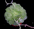  (Chazaroa calycosa - JE-5570)  @11 [ ] Unspecified (default): All Rights Reserved  Unspecified Unspecified