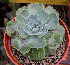  (Echeveria secunda - JE-6266)  @11 [ ] Unspecified (default): All Rights Reserved  Unspecified Unspecified
