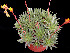  (Echeveria calderoniae - JE-5196)  @11 [ ] Unspecified (default): All Rights Reserved  Unspecified Unspecified