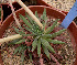  (Echeveria heterosepala - JE-5813)  @11 [ ] Unspecified (default): All Rights Reserved  Unspecified Unspecified