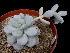  (Echeveria cuicatecana - JPC-584)  @11 [ ] Unspecified (default): All Rights Reserved  Unspecified Unspecified