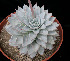  (Echeveria peacockii - JE-6272)  @11 [ ] Unspecified (default): All Rights Reserved  Unspecified Unspecified