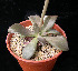  (Echeveria bifida - JE-6341)  @11 [ ] Unspecified (default): All Rights Reserved  Unspecified Unspecified