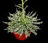  (Echeveria lutea - JE-5293)  @11 [ ] Unspecified (default): All Rights Reserved  Unspecified Unspecified