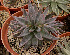  (Echeveria humilis - JE-5506)  @11 [ ] Unspecified (default): All Rights Reserved  Unspecified Unspecified
