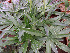  (Echeveria paniculata var. maculata - JE-5650)  @11 [ ] Unspecified (default): All Rights Reserved  Unspecified Unspecified