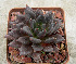  (Echeveria affinis - JE-6342)  @11 [ ] Unspecified (default): All Rights Reserved  Unspecified Unspecified