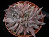  (Echeveria craigiana - JE-6343)  @11 [ ] Unspecified (default): All Rights Reserved  Unspecified Unspecified
