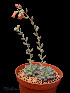  (Echeveria amoena - JE-6344)  @11 [ ] Unspecified (default): All Rights Reserved  Unspecified Unspecified