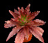  (Echeveria dactylifera - JE-6274)  @11 [ ] Unspecified (default): All Rights Reserved  Unspecified Unspecified