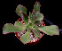  (Echeveria fulgens - JE-6017)  @11 [ ] Unspecified (default): All Rights Reserved  Unspecified Unspecified