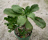  (Echeveria longiflora - JE-6013)  @11 [ ] Unspecified (default): All Rights Reserved  Unspecified Unspecified