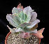  (Echeveria gibbiflora - JE-5666)  @11 [ ] Unspecified (default): All Rights Reserved  Unspecified Unspecified