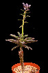  (Echeveria semivestita - JE-5309)  @11 [ ] Unspecified (default): All Rights Reserved  Unspecified Unspecified