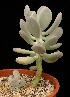  (Pachyphytum bracteosum - JE-6275)  @11 [ ] Unspecified (default): All Rights Reserved  Unspecified Unspecified