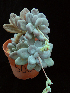  (Pachyphytum caesium - JE-5185)  @11 [ ] Unspecified (default): All Rights Reserved  Unspecified Unspecified