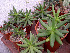  (Pachyphytum viride - JE-5873)  @11 [ ] Unspecified (default): All Rights Reserved  Unspecified Unspecified