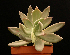  (Pachyphytum werdermannii - JE-5451)  @11 [ ] Unspecified (default): All Rights Reserved  Unspecified Unspecified