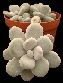  (Pachyphytum oviferum - JE-6038)  @11 [ ] Unspecified (default): All Rights Reserved  Unspecified Unspecified