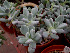  (Pachyphytum garciae - JE-5885)  @11 [ ] Unspecified (default): All Rights Reserved  Unspecified Unspecified