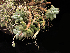  (Pachyphytum rzedowskii - JE-5562)  @11 [ ] Unspecified (default): All Rights Reserved  Unspecified Unspecified