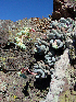  (Pachyphytum brachetii - JE-4350)  @11 [ ] Unspecified (default): All Rights Reserved  Unspecified Unspecified