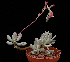  (Pachyphytum glutinicaule - JE-5653)  @11 [ ] Unspecified (default): All Rights Reserved  Unspecified Unspecified