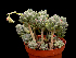  (Pachyphytum brevifolium - JE-5048)  @11 [ ] Unspecified (default): All Rights Reserved  Unspecified Unspecified