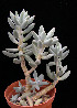  (Pachyphytum hookeri - JE-5036)  @11 [ ] Unspecified (default): All Rights Reserved  Unspecified Unspecified
