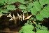  (Vachiella collinsii - BioBot00015)  @11 [ ] Copyright (2010) Unspecified Unspecified