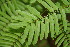  (Vachiella tenuifolia - BioBot00016)  @11 [ ] Copyright (2010) Unspecified Unspecified