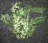  ( - BioBot00024)  @11 [ ] Copyright (2010) Unspecified Unspecified