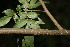  (Lonchocarpus minimiflorus - BioBot00049)  @11 [ ] Copyright (2010) Unspecified Unspecified