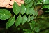  (Ateleia herbert-smithii - BioBot00100)  @11 [ ] Copyright (2010) Unspecified Unspecified
