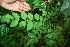  ( - BioBot00103)  @11 [ ] Copyright (2010) Unspecified Unspecified