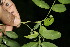  (Coursetia elliptica - BioBot00145)  @11 [ ] Copyright (2010) Unspecified Unspecified
