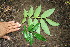  ( - BioBot00177)  @11 [ ] Copyright (2010) Unspecified Unspecified