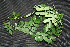  ( - BioBot00199)  @11 [ ] Copyright (2010) Unspecified Unspecified