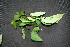  ( - BioBot00200)  @11 [ ] Copyright (2010) Unspecified Unspecified