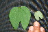  ( - BioBot00200)  @11 [ ] Copyright (2010) Unspecified Unspecified