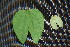  ( - BioBot00200)  @11 [ ] Copyright (2010) Unspecified Unspecified