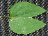  ( - BioBot00241)  @11 [ ] Copyright (2010) Unspecified Unspecified