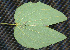  ( - BioBot00241)  @11 [ ] Copyright (2010) Unspecified Unspecified